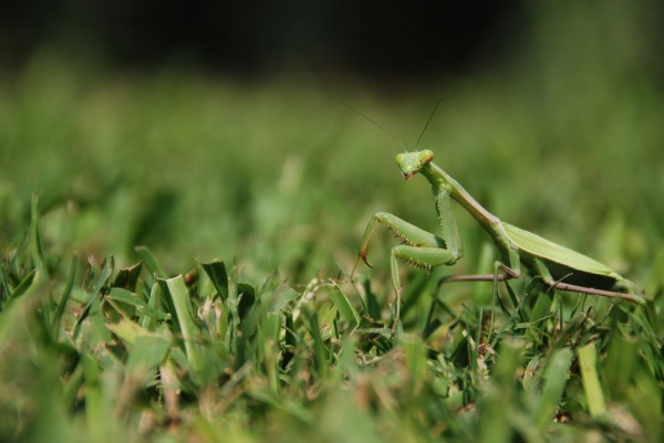 ВРЕДОНОСНОЕ ПО ROAMING MANTIS МАСКИРУЕТСЯ ПОД ANDROID-ПРИЛОЖЕНИЯ